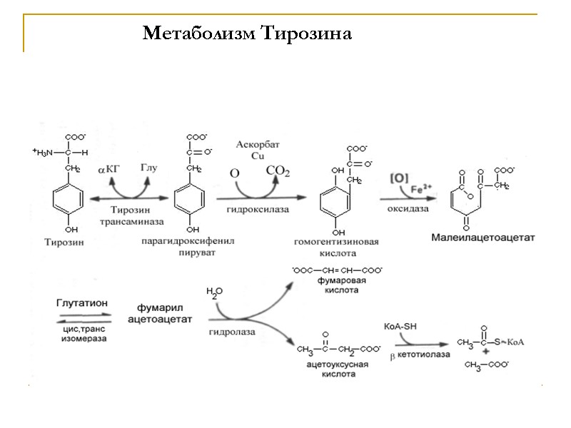 Метаболизм Тирозина